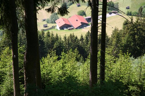 Hofsicht im Wald