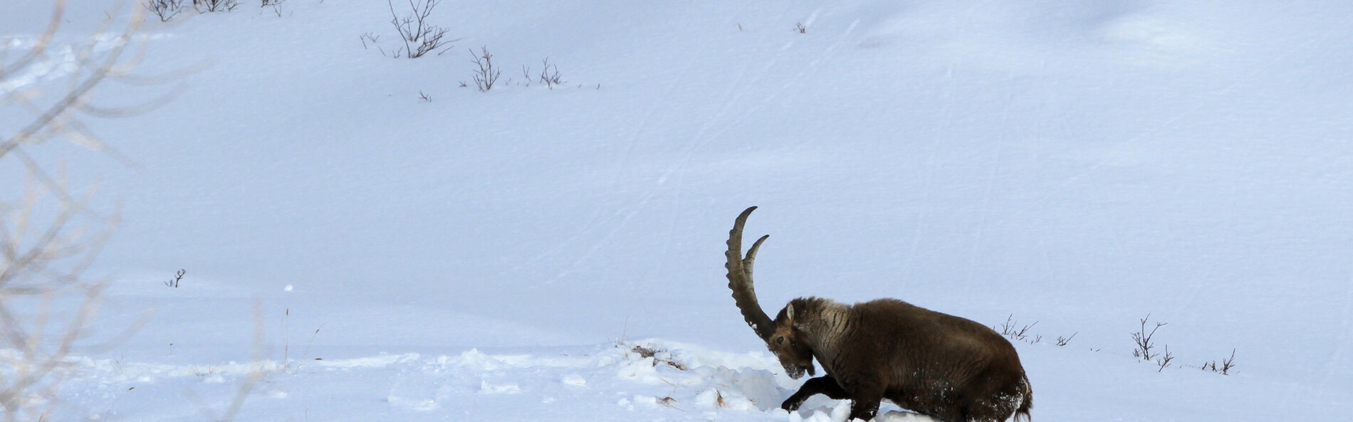 Steinbock im Schnee
