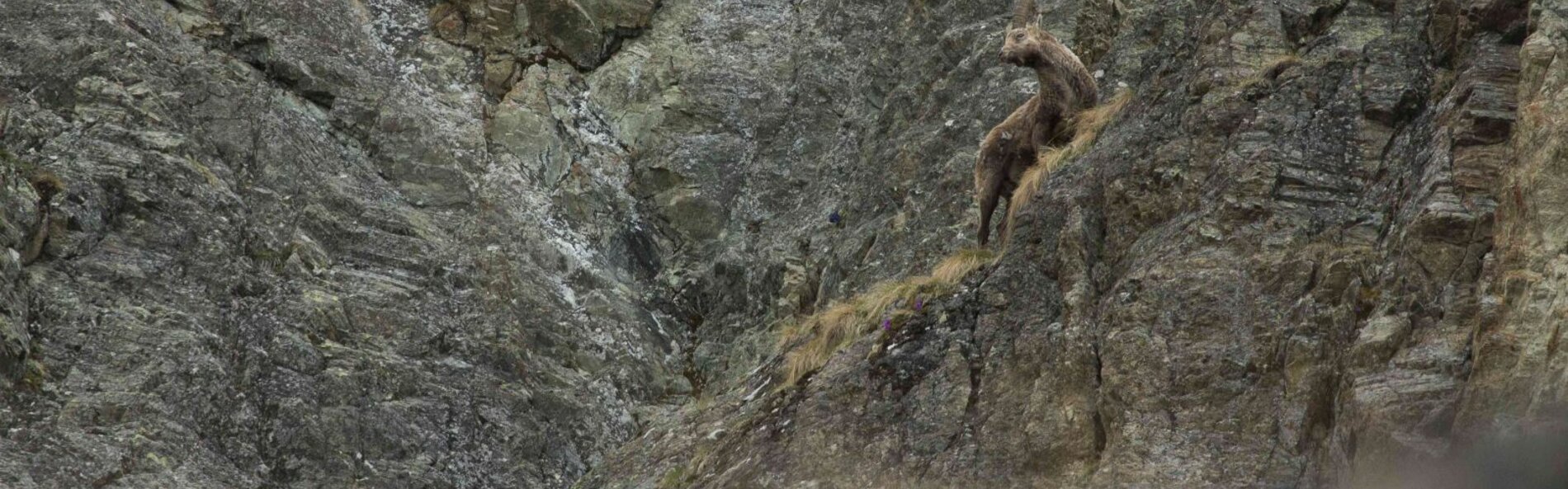 Steinbock in Felswand
