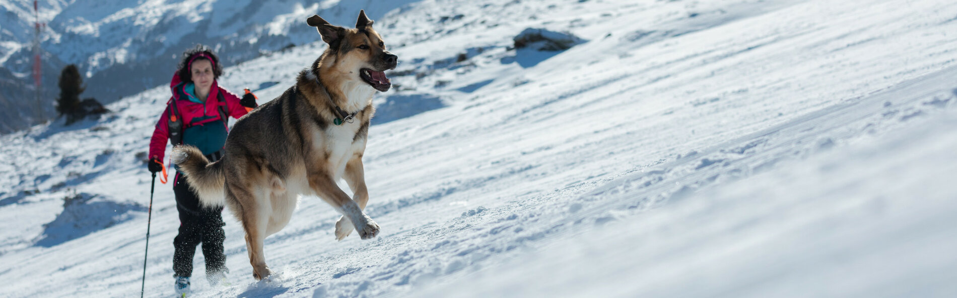 Auf der Piste aufwärts laufender Hund.
