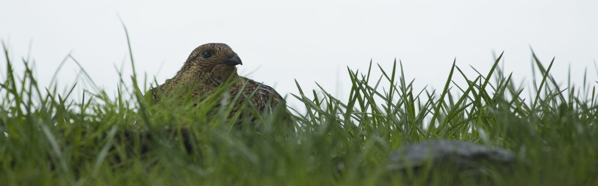 Birkhuhn im Gras