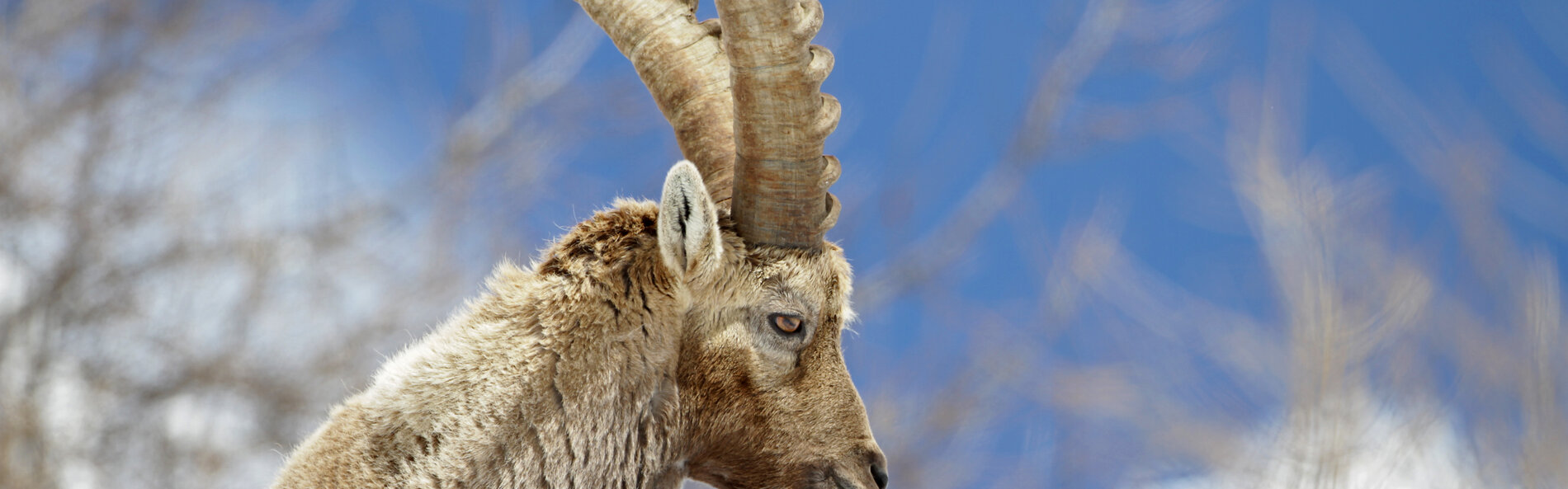 Steinbock