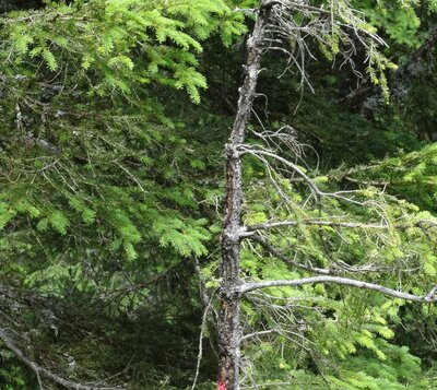 Skikantenschäden am Baum