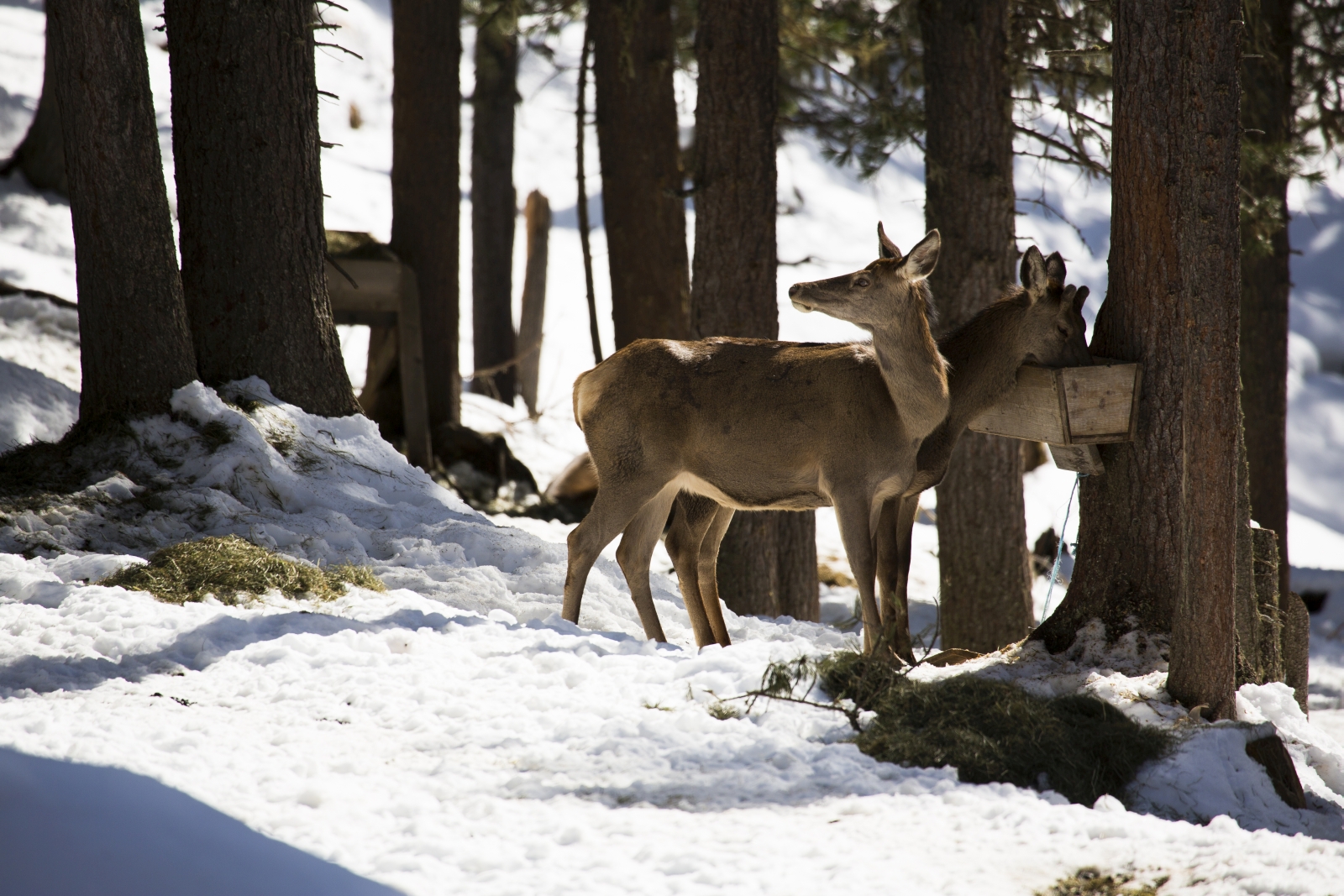 Rotwild an Futterstelle