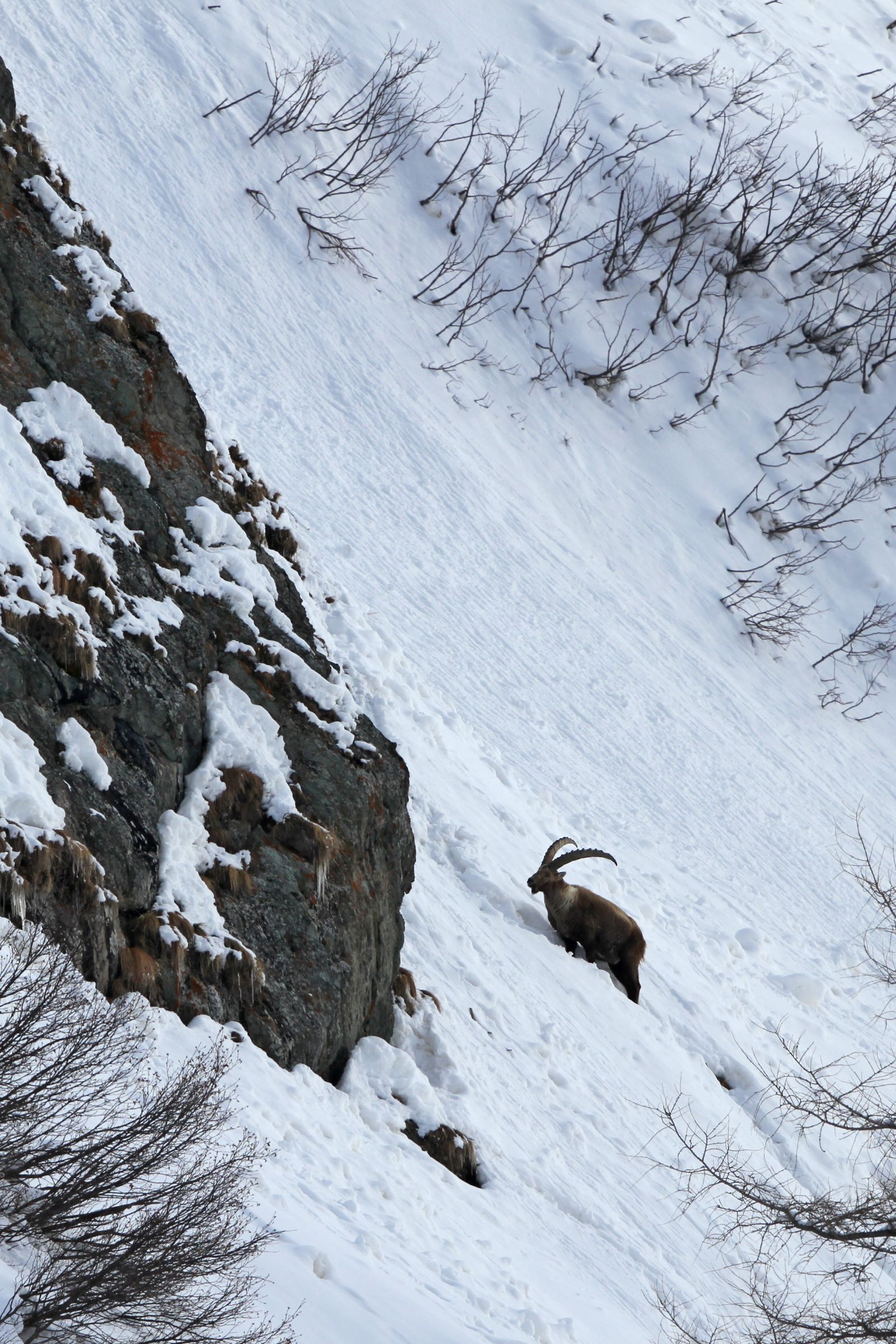 Steinbock im Hang.
